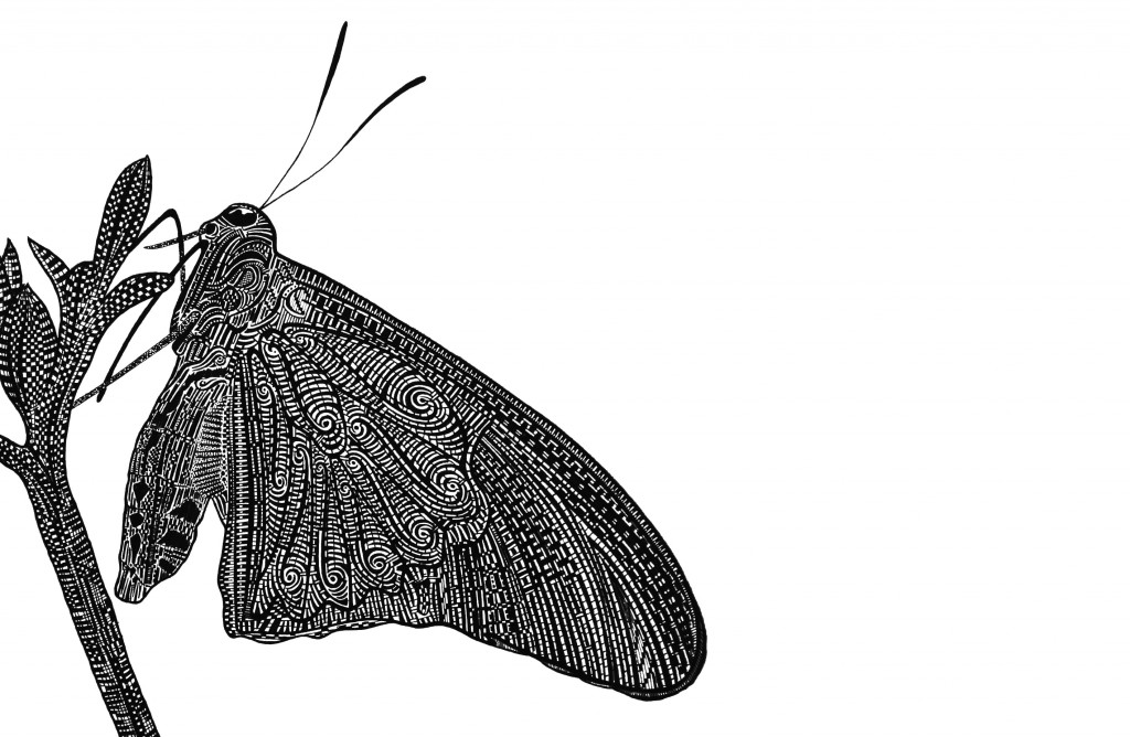 Butterfly_2010_InkDrawing